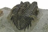 Detailed Coltraneia Trilobite Fossil - Huge Faceted Eyes #273804-5